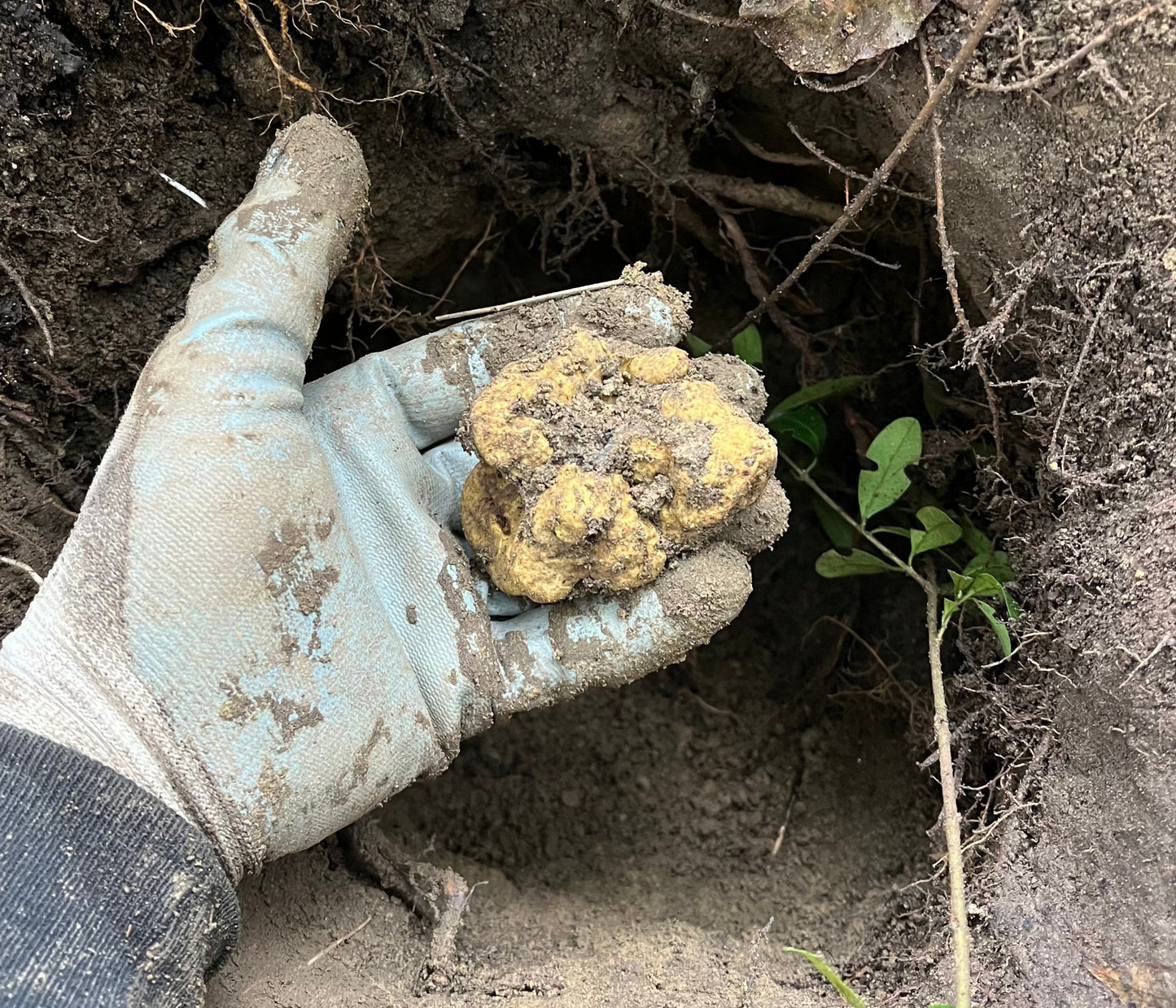 Tartufo Bianco pregiato Italiano