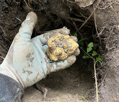Tartufo Bianco pregiato Italiano