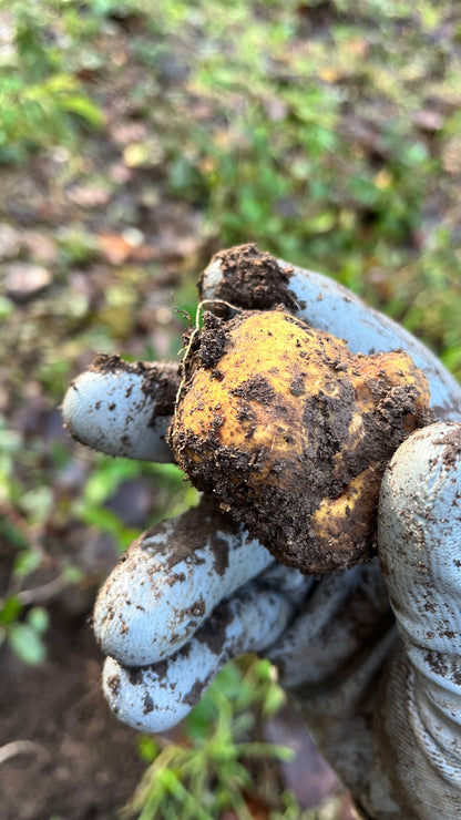 Tartufo Bianco pregiato Italiano