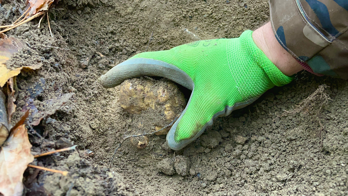Tartufo Bianco pregiato Italiano
