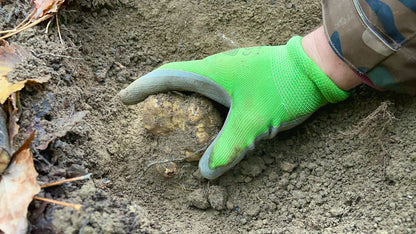Tartufo Bianco pregiato Italiano