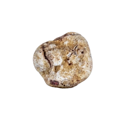 Tartufo Bianco pregiato Italiano