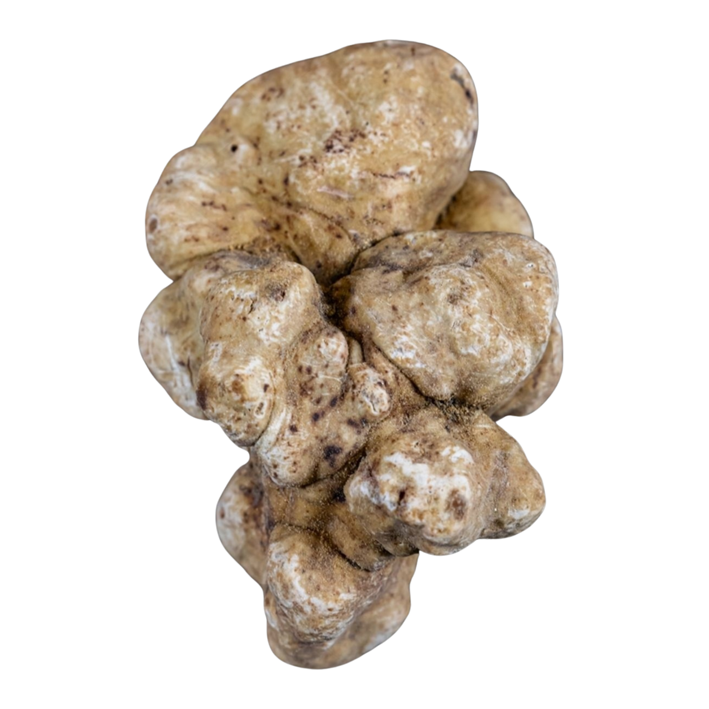 Tartufo Bianco pregiato Italiano