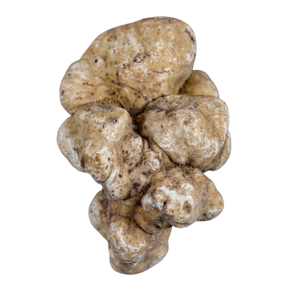 Tartufo Bianco pregiato Italiano