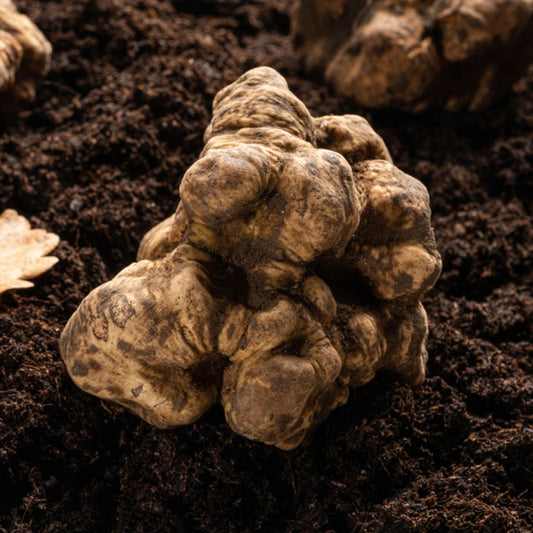 Tartufo Bianco pregiato Italiano